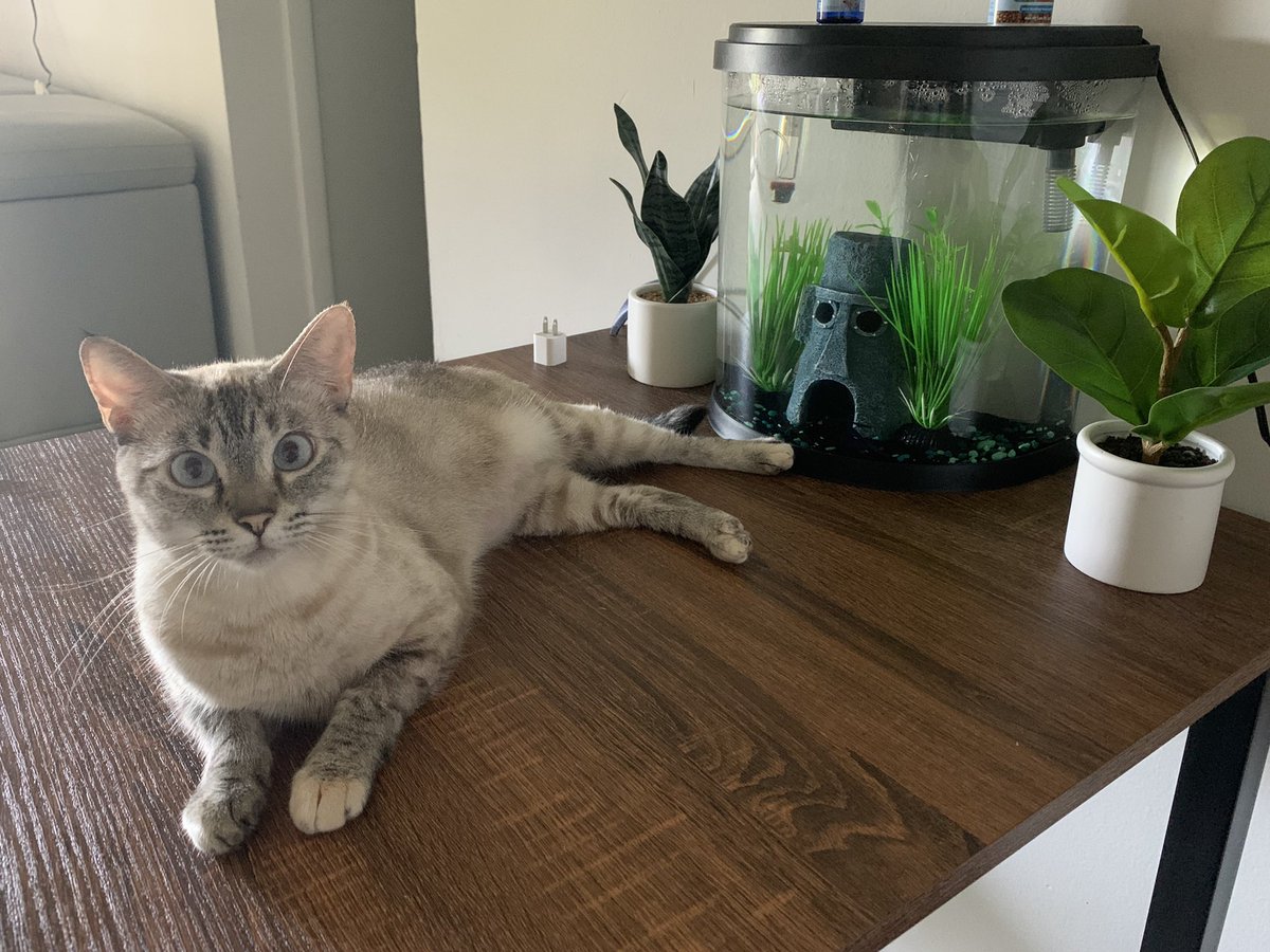 lilytalkingcat's tweet photo. Hanging out with my bro, blue. 10/10
#CatsOfTwitter #cats https://t.co/hjgtvyMhX6
