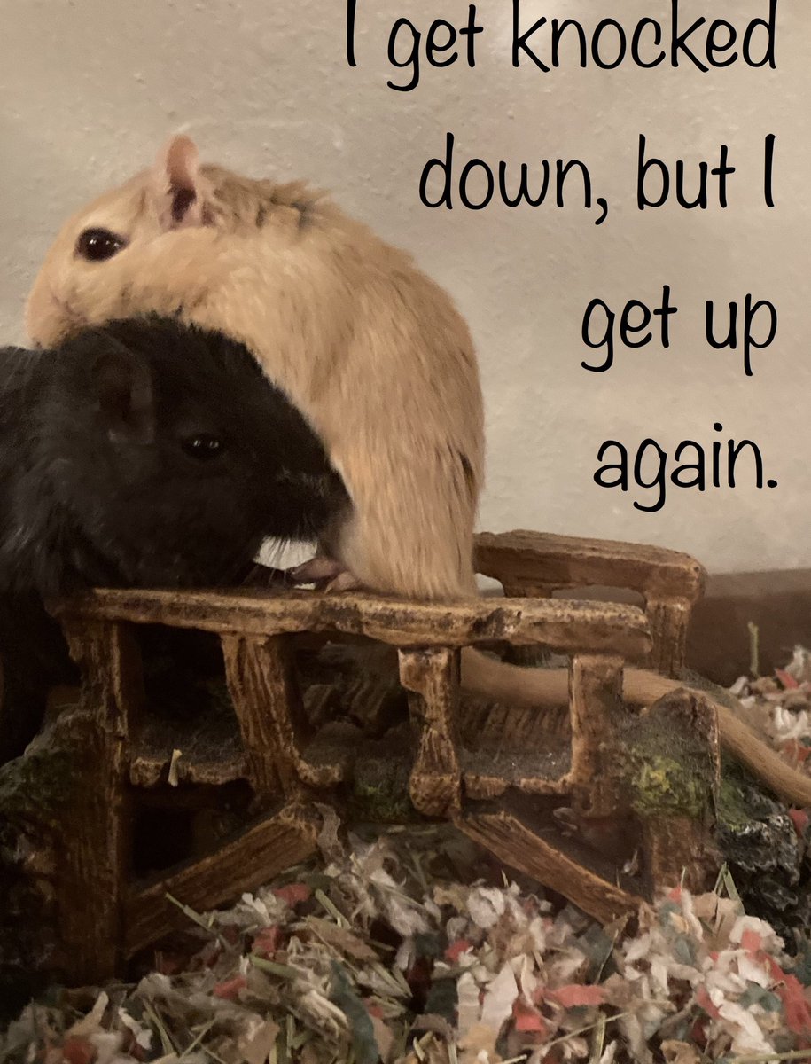 Gerbz9's tweet photo. Gerbthumpin’ - Chumbawumba #ThrowbackThursday #gerbils #rennmaus #igetupagain https://t.co/lb9S73qyQ9