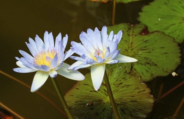 ダンディー ダンちゃん ﾃﾞｽ 令和2年7月3日 金 誕生花 ハス 左 全般の花言葉 清らかな心 神聖 離れゆく愛 雄弁 誕生花 ヒメユリ 右 全般の花言葉 誇り 誕生花 マツバギク 右下 全般の花言葉