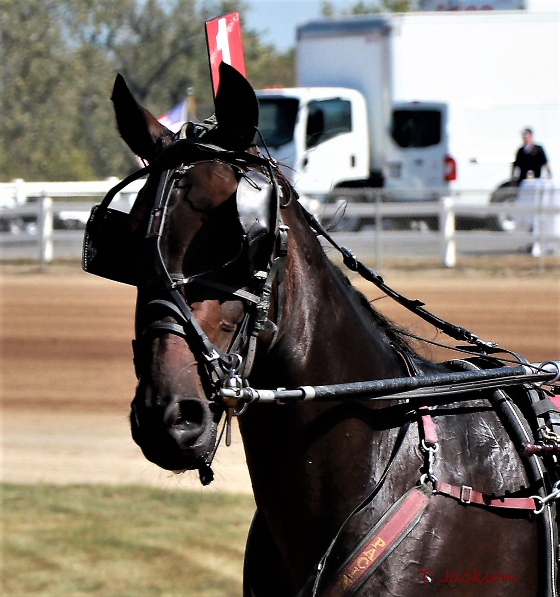 hoosiernations's tweet photo. Tonight at Hoosier ISS action 3yo C/G trot &amp; pace
R7 #EmmaTownBud
R9 #TjsTopPick 

10,000 guarantee pick 5 R14 
Free program at: https://t.co/Csv2apir0R
🍀GoodLuck🍀 #PlayHP https://t.co/fd4ePyqhwT