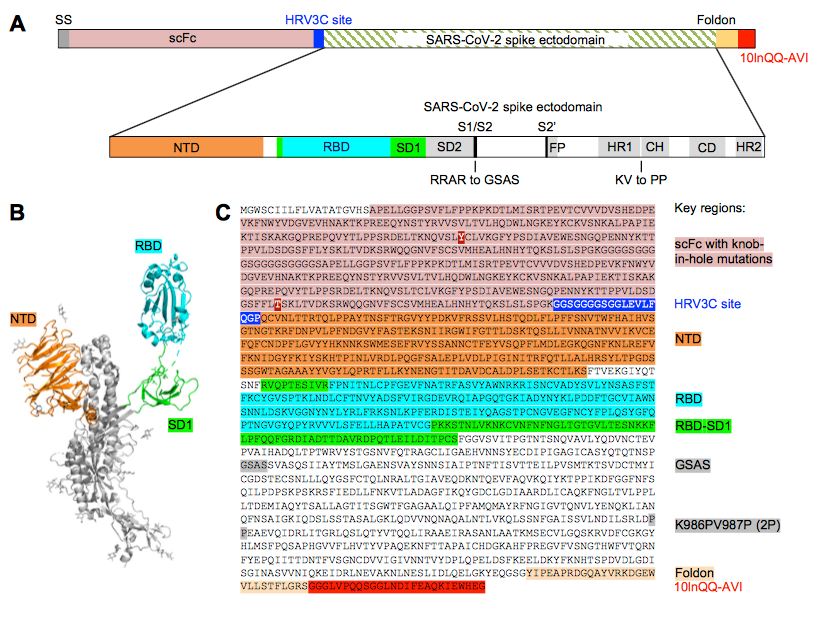 #SARSCoV2_Spike | StructureBased Streamlined Development of Molecular Probes | Peter Kwong <a href="/NIAIDNews/">NIAID News</a> <a href="/biorxivpreprint/">bioRxiv</a> buff.ly/3ia1dlw | #2020_ReCapJune