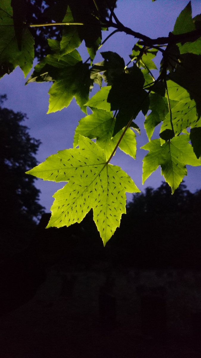 Aphids under a sycamore leaf - sycamore doesn't support a great range of invertebrates, but makes up for it a bit with quantity! <a href="/WildIpswich/">Wild Ipswich</a> #aphids #invertebrates #wildlife