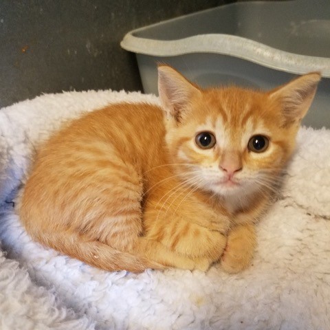 PawsHeartsHands's tweet photo. Meet Dekle, Cassie, Crystal, Gomer, and Gomez! These incredibly adorable kitties are #PAWS sponsored pets up for adoption at #MetterAnimalShelter. #AdoptDontShop #PawsHeartsHandsCC https://t.co/mEYDD7XJj6