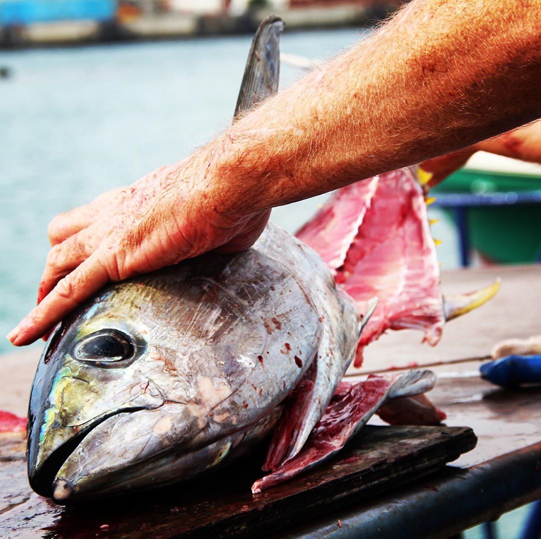 JacopoIslandWay's tweet photo. Oggi tonno pinna gialla appena pescato!
Ika Mata (un tipico cibo locale), sashimi e bistecche di tonno in arrivo! 🎣🧑🍳🍽️
➡️https://t.co/UmKBtX2m3F
#isolecook #cookislands #hookandcook #km0 #islandliving #fishingdaily #eathealty #eatfresh #freshsashimi #lovealittleparadise https://t.co/vivyXzmcX1