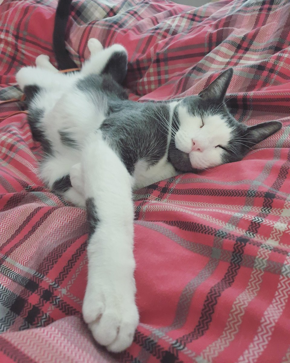 NomeCast's tweet photo. @petsofseo This is Louie, he has seen many a crawl πΉ #PetsOfSEO #CatsOfSEO https://t.co/UXGyR7jeVD