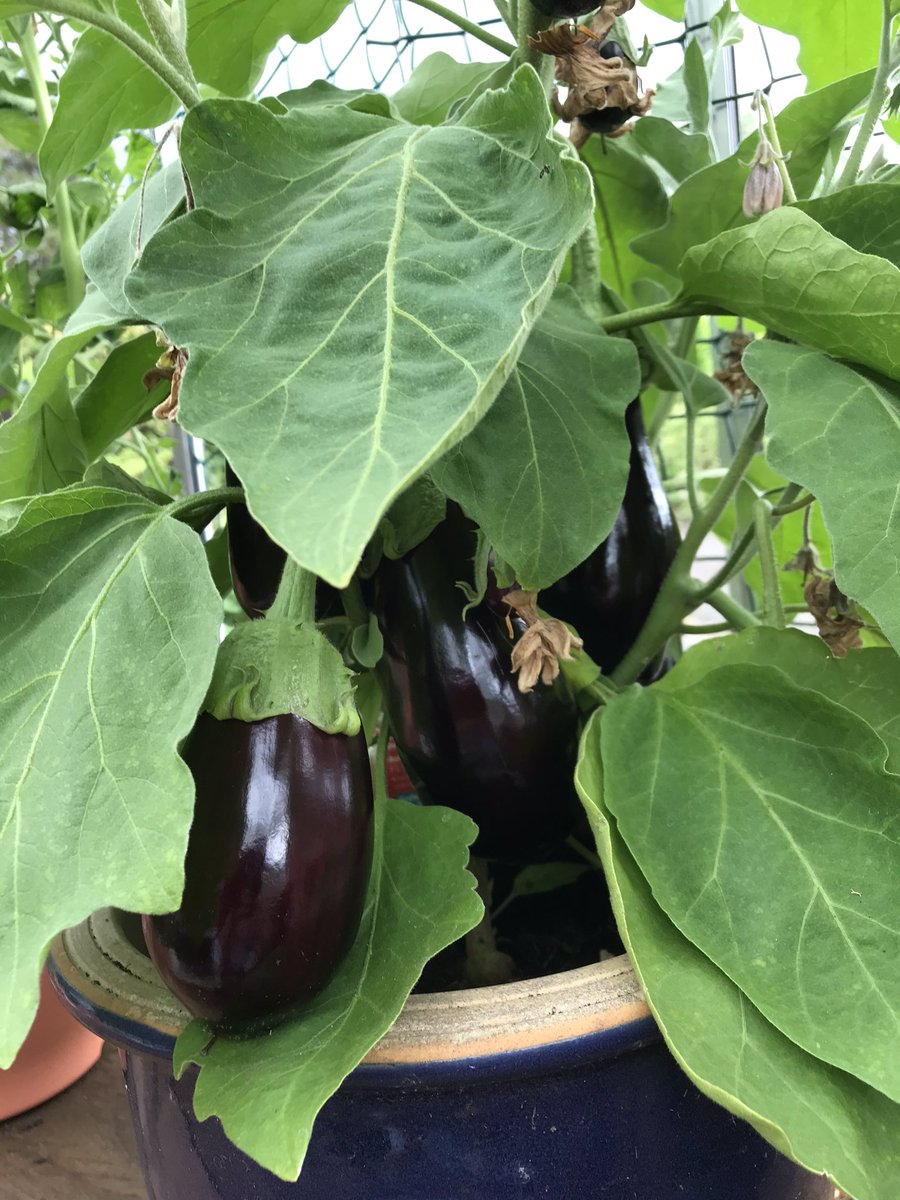 You were right <a href="/sparks_stirling/">Leigh Sparks</a> - aubergines doing well too
