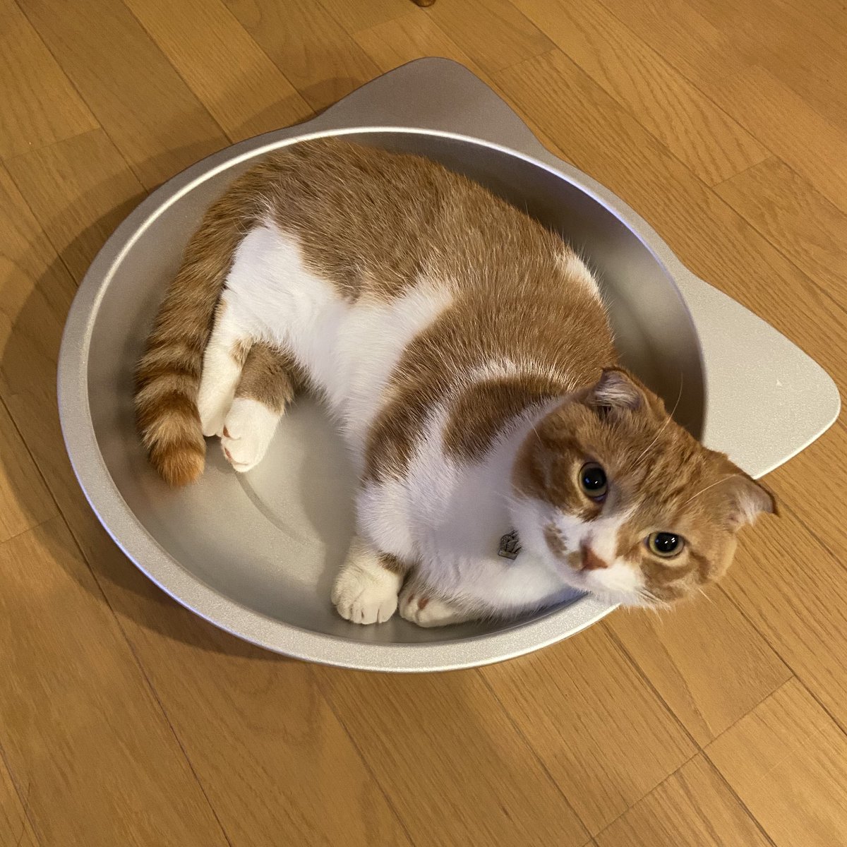 Zag39 昨日は何度か嘔吐して心配したけど 今朝はご飯も食べれるし大丈夫みたいで良かった 毛玉ではなさそうだし 何か拾い食いしたか