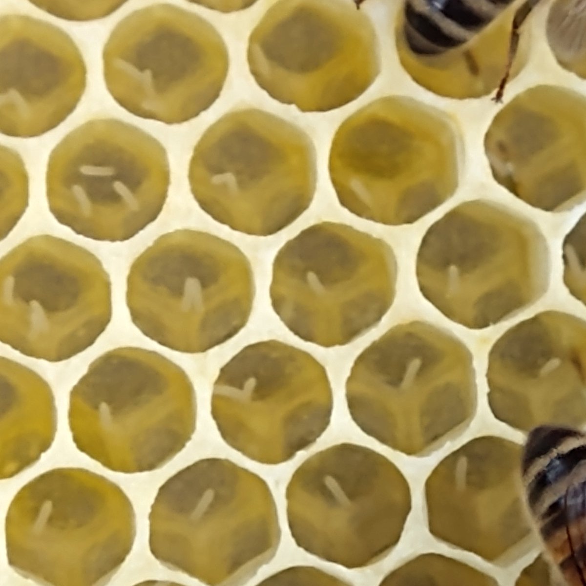 #beekeepershour 
Good news this week, with some of our Bee Team back &amp; in-between the rain, we inspected our new splits from this season and all have lovely fat laying queen's! 😊🐝 
(though one still getting the hang of one cell, one egg!)