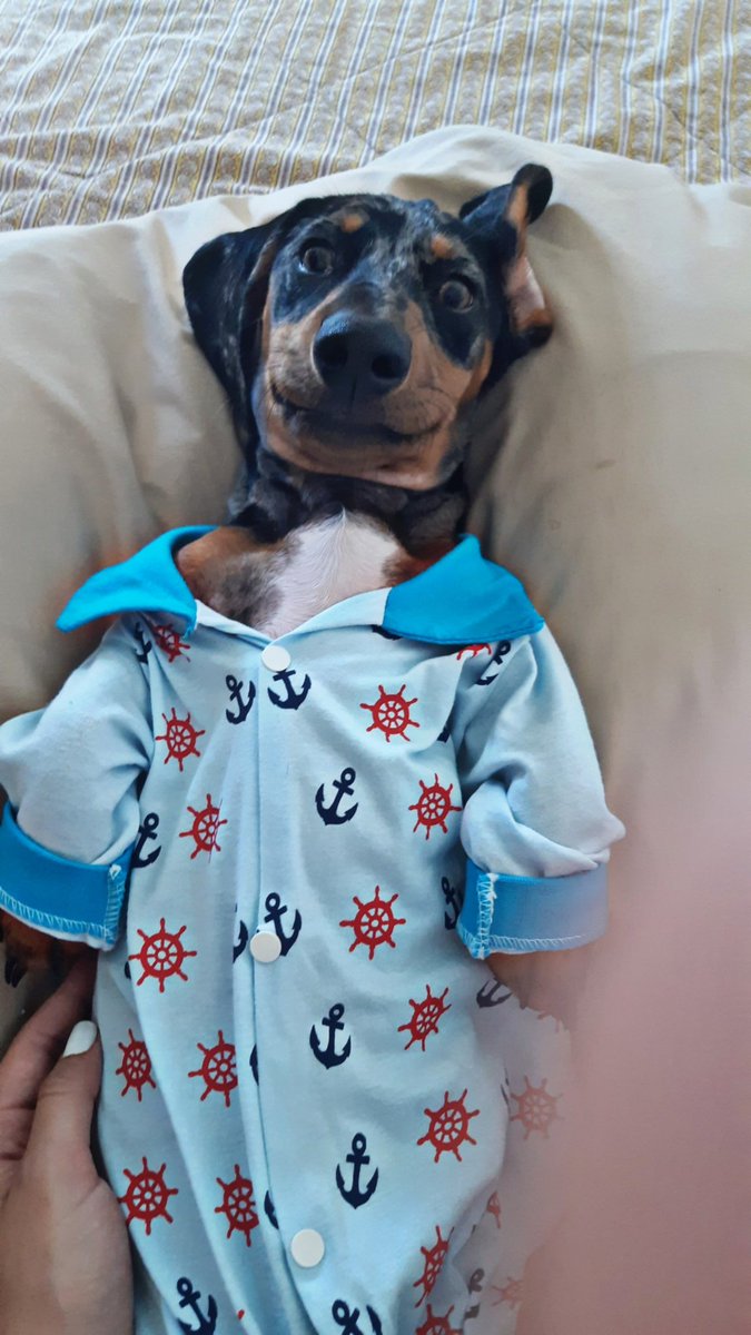 Lisanddry's tweet photo. Mi ropita de bebé 😌😍 #dachshund #teckelLovers #arlequín ♥️ https://t.co/RLn8Fv7fSD