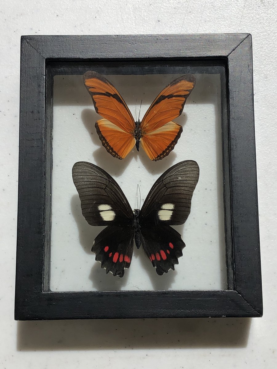 BugDragonShop's tweet photo. Thanks for the kind words! ★★★★★ "I love it soooo much 🖤" Jasmine B. https://t.co/2JvOhFx8DP #etsy #black #insect #realbutterfly #framedbutterflies #woodframe #doubleglass #taxidermy #realbutterflies https://t.co/odXiefRYYj https://t.co/KhKuaGBOea