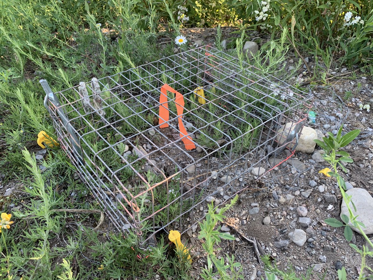 jjrwalsh's tweet photo. Turtle nesting season wraps up for another year. Thanks to all volunteers at Tiny Marsh who have spent countless hours securing nesting sites from predation of eggs. https://t.co/8EzhSh2Run