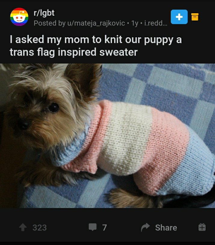 dog in sweater meme