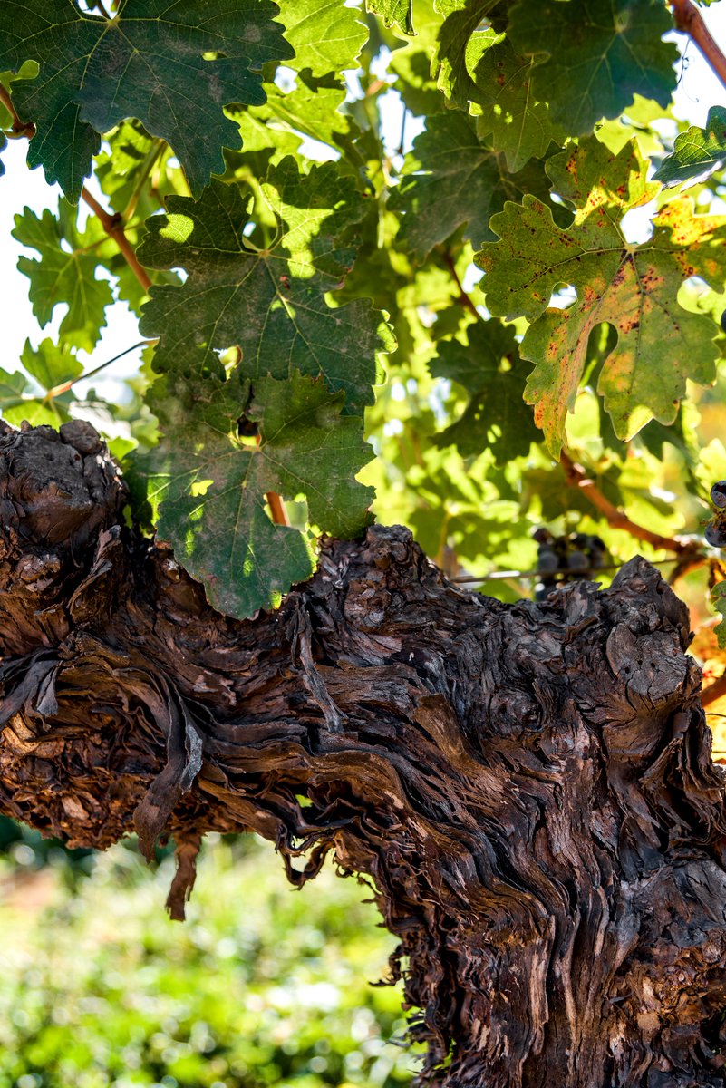 Belleza Natural | Natural beauty  
#VinaHarasdePirque #OrganicWines #Wineisanart