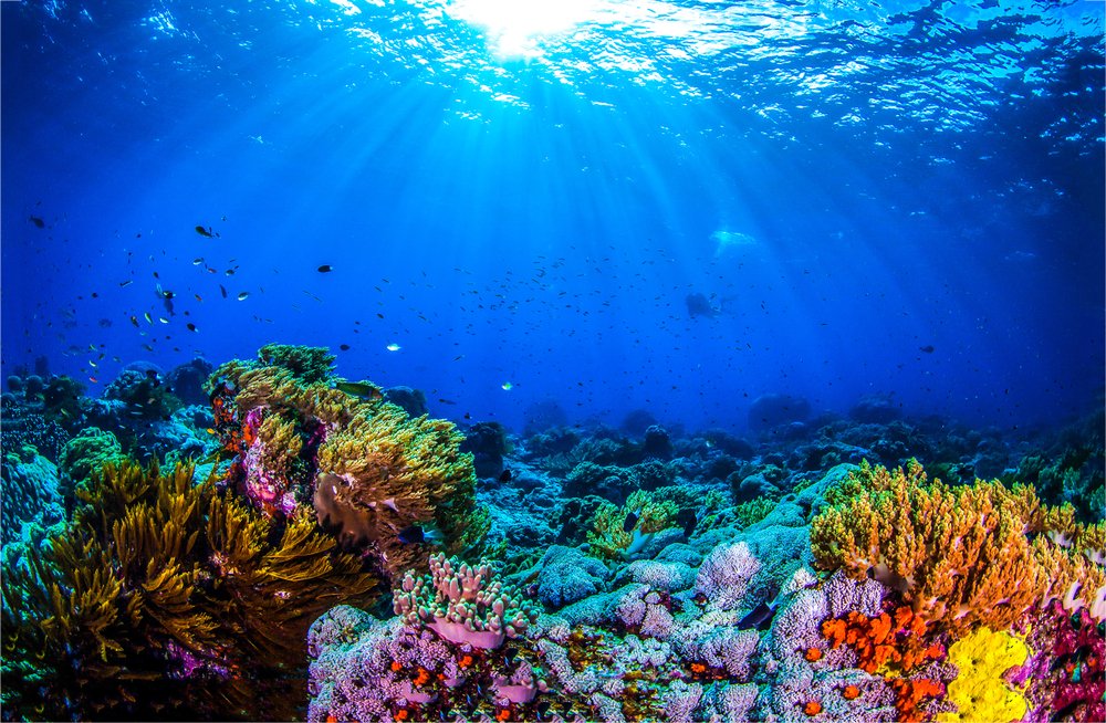 LaMiniPedia's tweet photo. #SabiasQue ... 50% a 80% del Oxígeno del mundo proviene del fitoplankton del oceano, no de plantas y árboles terrestres. #GCV2020 https://t.co/S1GjdFKeG3