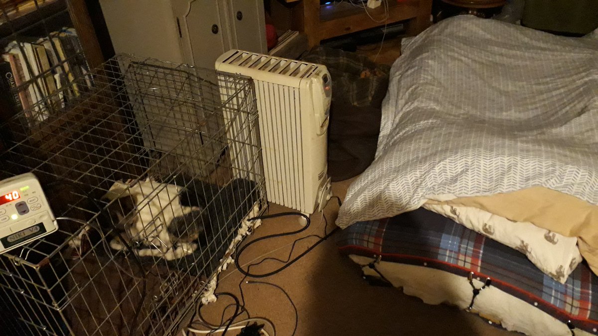 Good night, pawb. Benefits of having a sleepover with the dogs- if they wake me up I have licence to eat everything I see for the next 10-18 hours. It's how my body works, I don't make the rules!
