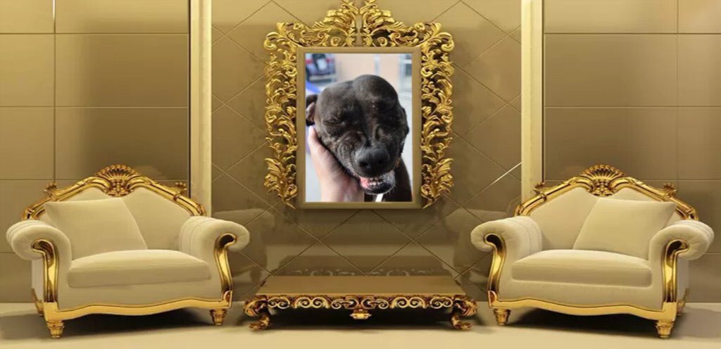 MoishesMom's tweet photo. Nite nite peeps.... Anyone whoβs been tweeting 4 pups has one that πtheyβll never forget. This was Dolly. She was a victim of πby NYC ππ Will U look at her completely sincere smile...a truly beautiful, smiling pup...sheβs even squinting π₯° #adoptAPibble this #July4 #foster π https://t.co/6lI8wQ6tVO
