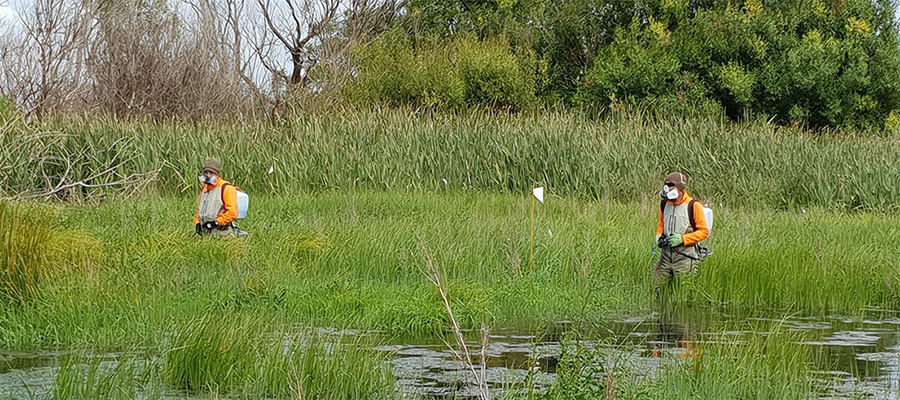 Native species are being given room to flourish around Te Waihora / Lake Ellesmere with some help from our weed strikeforce
tewaihora.org/weed-strikefor…