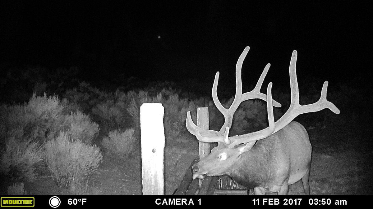 guidefitter's tweet image. How&apos;s the antler growth looking in your area? Nevada bulls seem to be doing alright 🙂

📷: Wade Ovard, professional hunting guide, White River Guide Service

#guidefitter #weliveforthis #proguide #guidelife