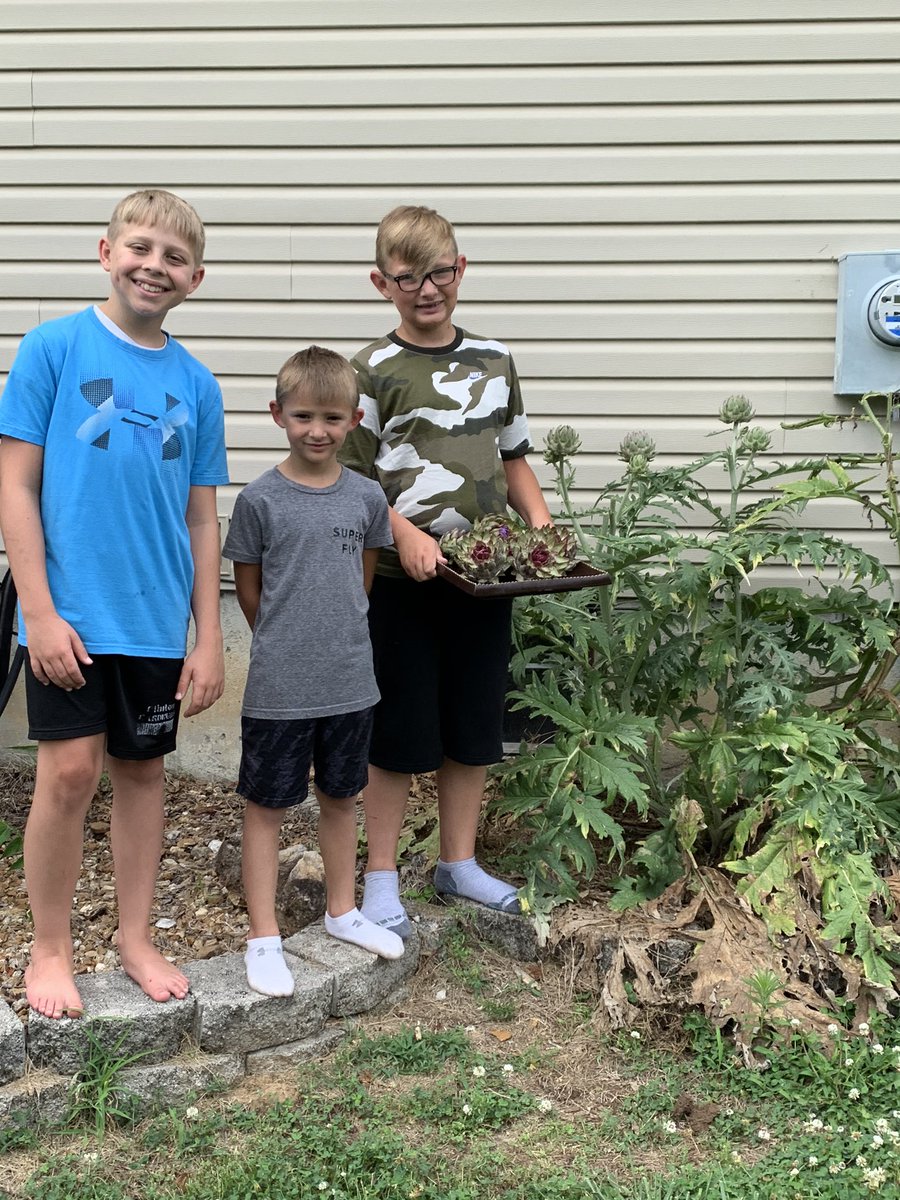 offgridglam's tweet photo. What are YOU DOING?? We are 
Picking ARTICHOKES !!!! 
Proud boys to share their garden 😉. Still the only #missouriartichoke
#magicalartichoke
#missouriartichoke64735
#showmeartichokes   At this point I’m having fun with making #’s and eating them https://t.co/6CdllXmK9a