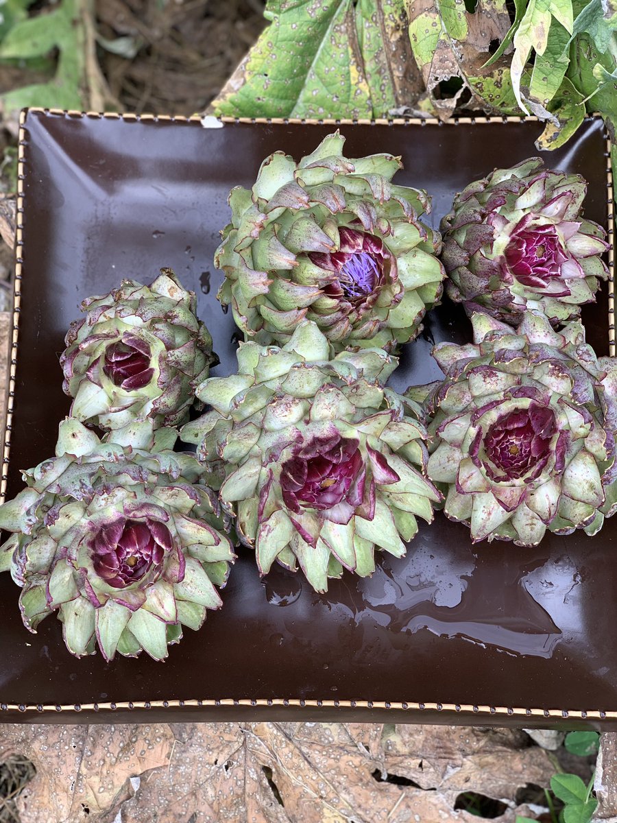 offgridglam's tweet photo. What are YOU DOING?? We are 
Picking ARTICHOKES !!!! 
Proud boys to share their garden 😉. Still the only #missouriartichoke
#magicalartichoke
#missouriartichoke64735
#showmeartichokes   At this point I’m having fun with making #’s and eating them https://t.co/6CdllXmK9a
