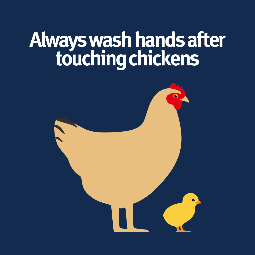 qldhealth's tweet photo. Did you know that backyard chickens 🐔 can host and shed #Salmonella that can cause illness in humans, even if the chooks are healthy and clean? If you own chickens, always wash your hands immediately after touching them, their eggs, enclosures or the area where they live. https://t.co/wcWeg14K7c