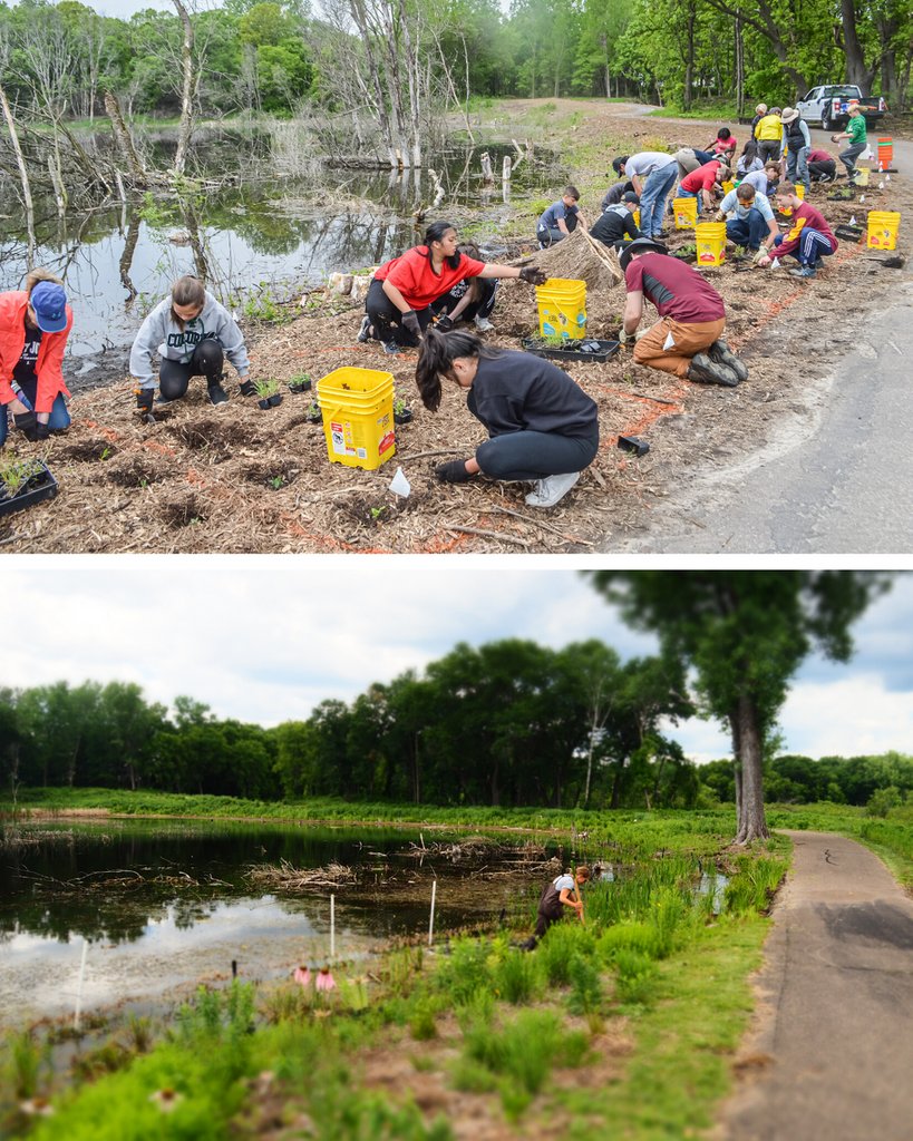 RWMWD's tweet photo. Last spring, 300+ students helped with a wetland buffer restoration project at Snail Lake Regional Park. RWMWD staff Bill Bartodziej says, "Over the last 2 yrs, we made great progress improving the buffer around Wetland A & its biological diversity." #RWMWD #Tbt #beforeandafter https://t.co/jw7cgRBr5a