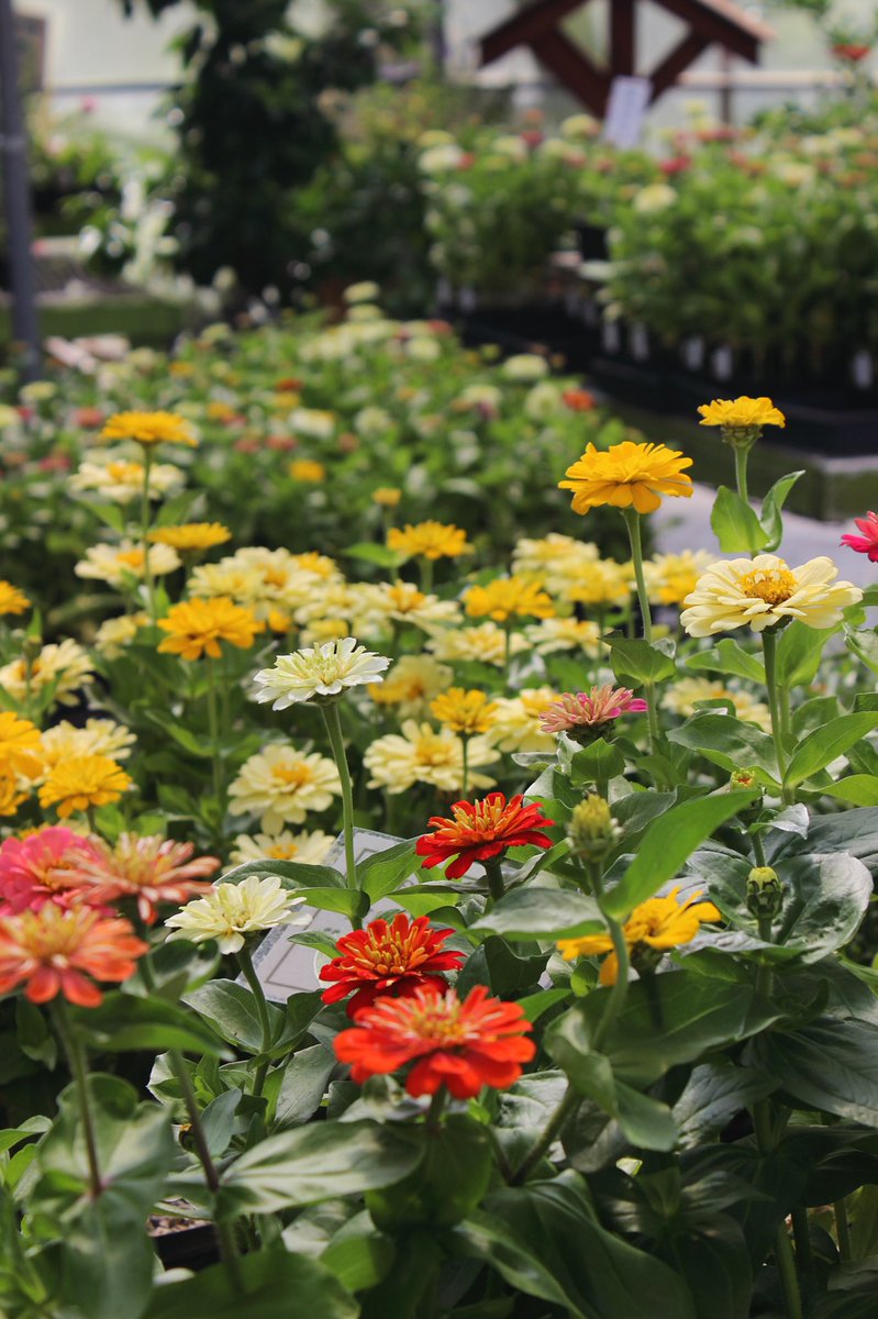 EdwardsGH's tweet photo. Our annual “Souper” Sale benefiting The Idaho Foodbank has been extended through July 8th! All annuals, hanging baskets, vegetables, and annual herbs continue to be 50% off. Plus: Petunias, Calibrachoa, and Geraniums are $5 per flat! Any size, while supplies last. https://t.co/qFytMQjuvN