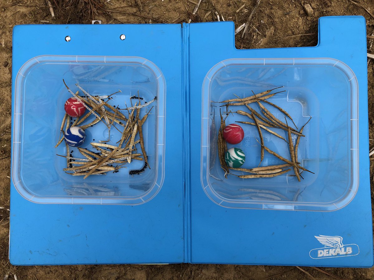 Simulation incident climatique [tempête💨grêle] pour mesurer résistance égrenage 
⬅️ G: variété sensible ❌
➡️ D: variété #colzaDEKALB résistante égrenage ✅ 
<a href="/DEKALB_FR/">DEKALB-FieldView by Bayer France</a> <a href="/alexandra_cadet/">Alexandra Valet</a> <a href="/sderaeve/">Sebastien Deraeve</a> <a href="/Louis_Chevrier/">LouisChevrier</a> <a href="/Marie_Lebrg/">Marie Lebourg</a> <a href="/thibaultricour/">Thibault RICOUR</a> <a href="/MaximeSavry/">MaximeSavry</a> <a href="/CROadeline/">Adeline CROCHET</a> <a href="/Tevai_Chapas/">Tevaï Chapas</a>