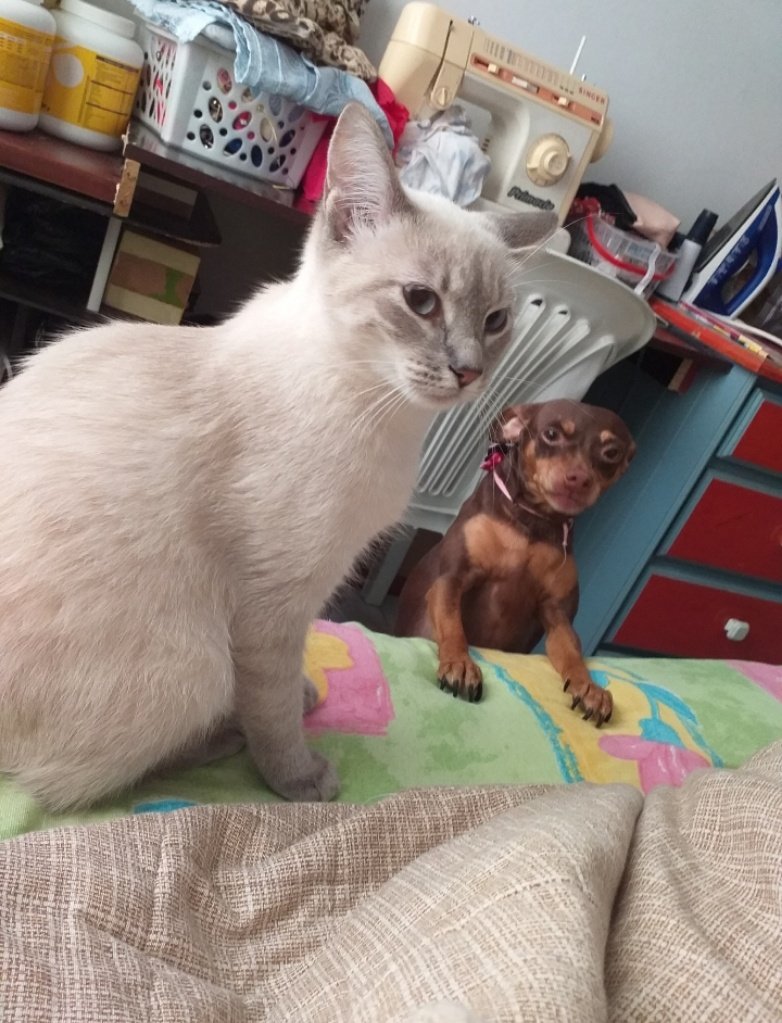UDoguinha's tweet photo. Então ela pode ficar em cima da cama Elisabeth https://t.co/gTsATE3SG4