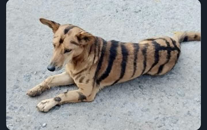 Banatwins's tweet photo. Selling a tiger for 2,000 cedis  he may bark sometimes but that’s because he has a bilingual 🤔 #Hushpuppi #fearwomen https://t.co/z5vePbGCLl