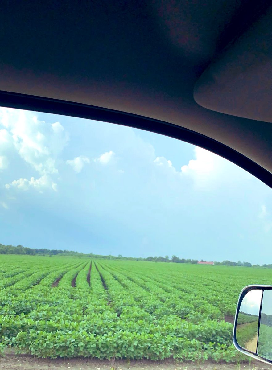 brooksfyfe1's tweet photo. LS4806 on Hotty Toddy Farms ❤️ @LocalSeedCo @BrianFyfe2 https://t.co/BKO2m0Crpa
