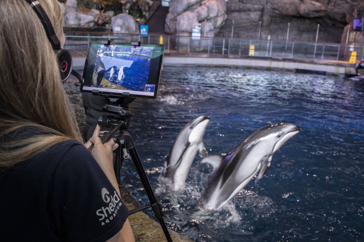 shedd_aquarium's tweet photo. What does Shedd Summer Splash Camp: Stay Home Edition look like from behind the scenes? From sharks in Wild Reef to dolphins in the Oceanarium, get your camper up close to animals from Shedd, even while they learn from home!

Sign up for our next session: https://t.co/3o8SnPAwL9 https://t.co/mWdelv0ZFh