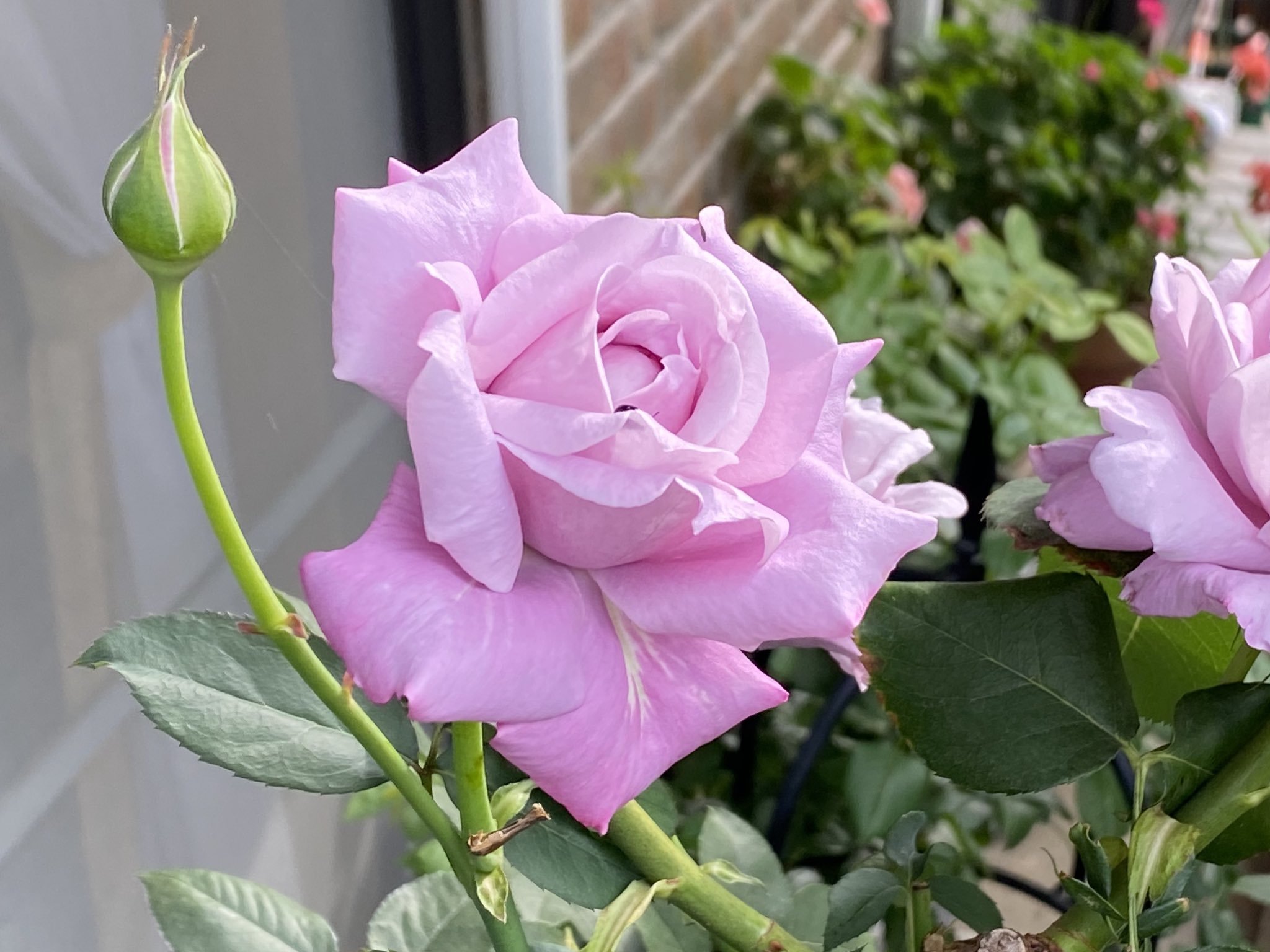 岡部晴彦 バラ日記 Roses 65日目 シャルルドゴール イングリッドバーグマン ロイヤルサンセット ピエールドロンサール Roses Rosestagram Rose T Co Qyeqmw8wtk Twitter
