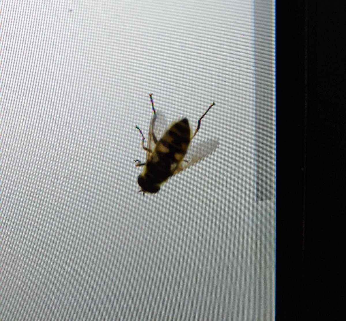 Maudado Lass Ich Die Jetzt Direkt Wieder Frei Oder Erst Morgen Fruh Erfrieren Bienen Nachts
