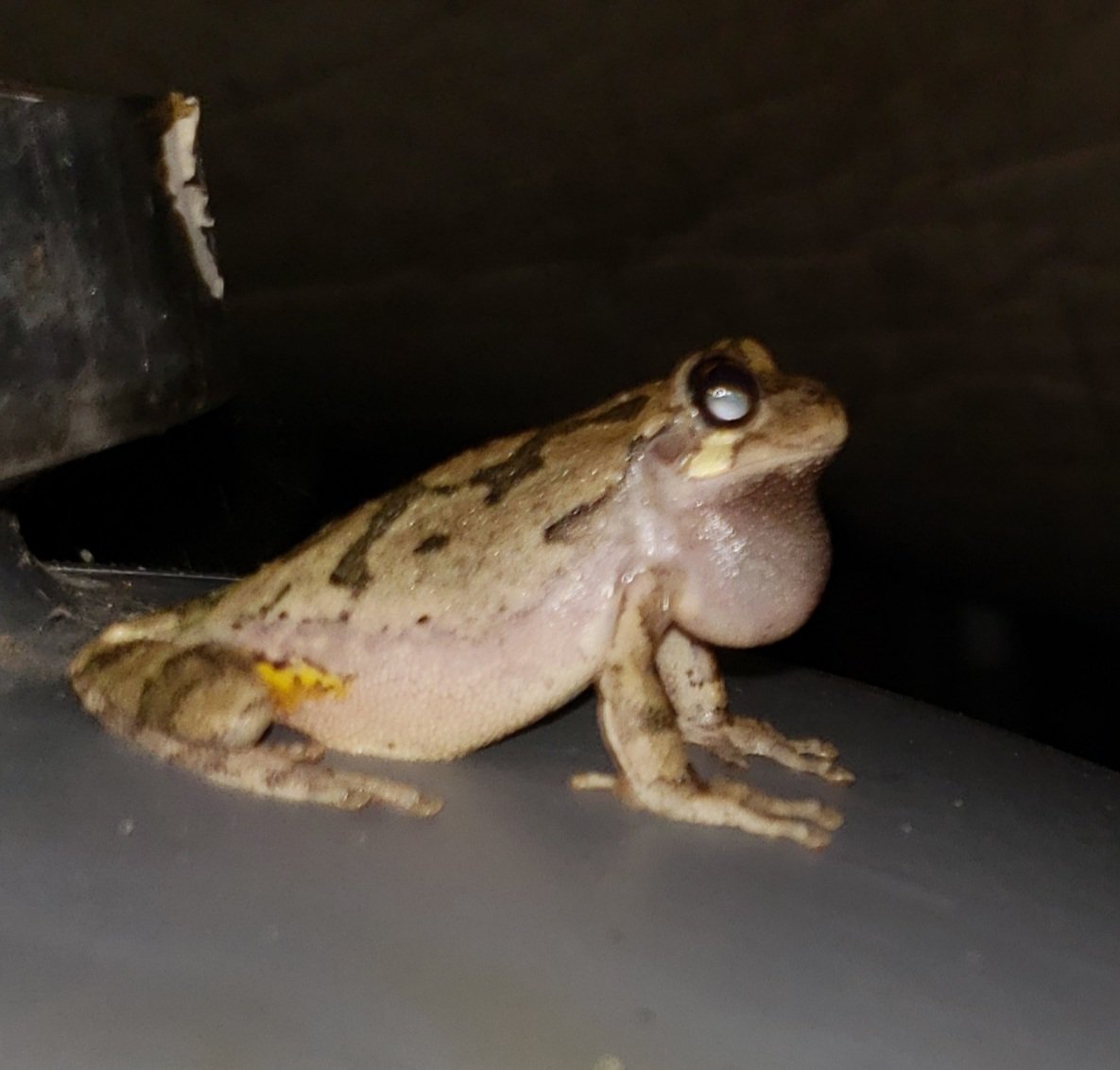 Found a different kind of tree frog hanging out next to the pool. He was very loud and talking to all the other frogs in the neighborhood.☝️🐸 #treefrog