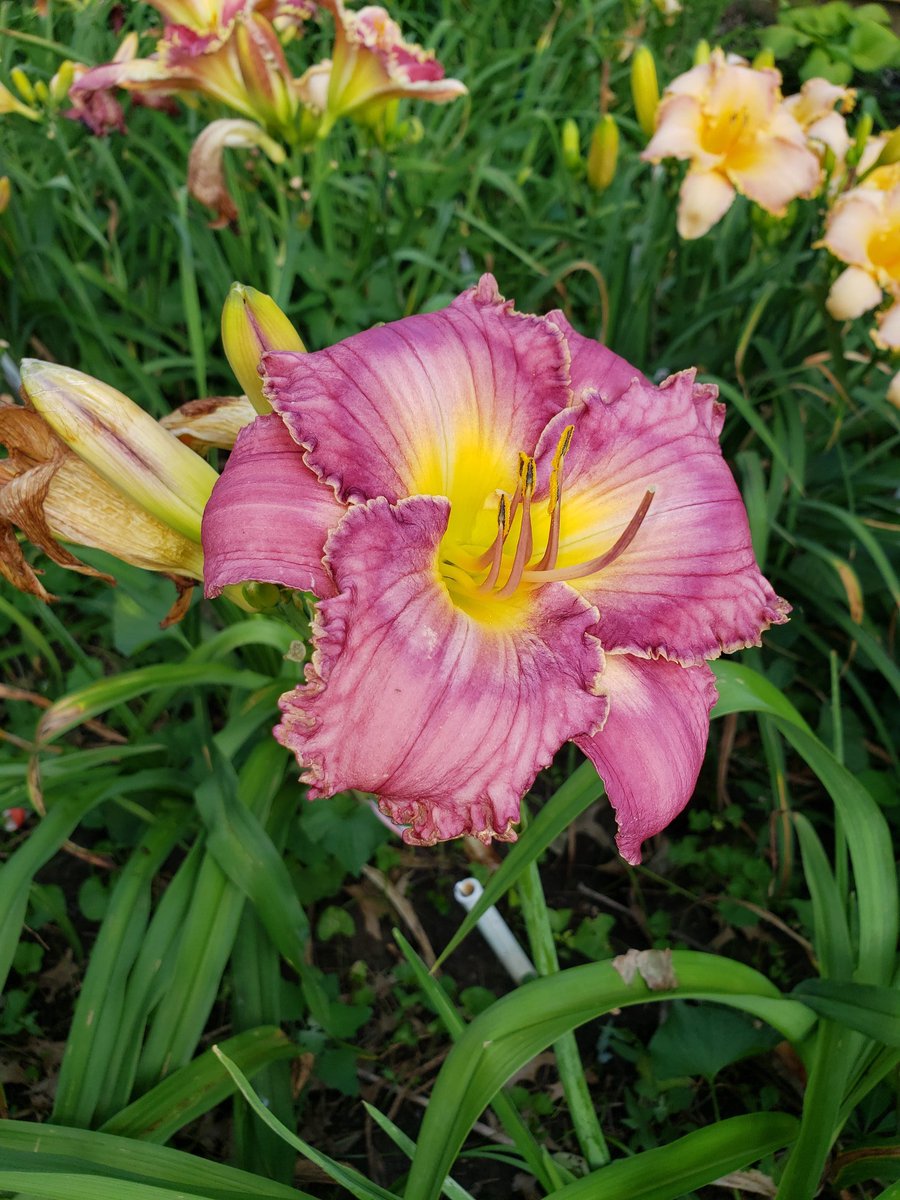 Todays seedlings ☀️🌡🌤 #Flowers #hybridizing #gardening #daylily #daylilies #nofilters