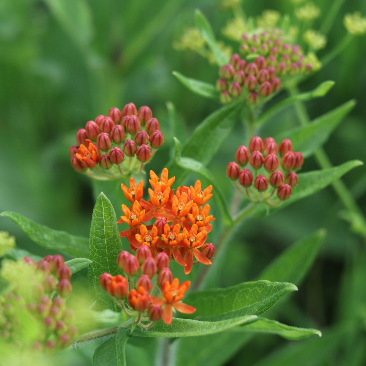 prudenterra's tweet photo. Check out nature’s displays! As the #FourthofJuly approaches, we at Prudenterra take notice of colorful presentations that #forests, #prairies, and #wetlands provide. What are some of your favorite #explosions of color in nature?
#butterflymilkweed #prairie #nature #bloom https://t.co/KBExOxoGCw