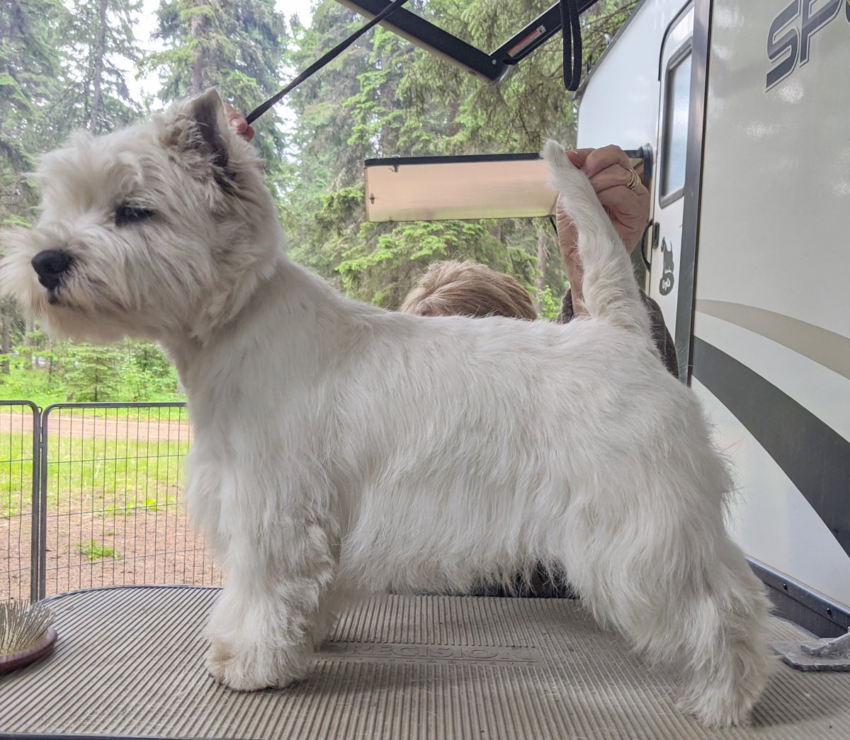 west highland white terrier club