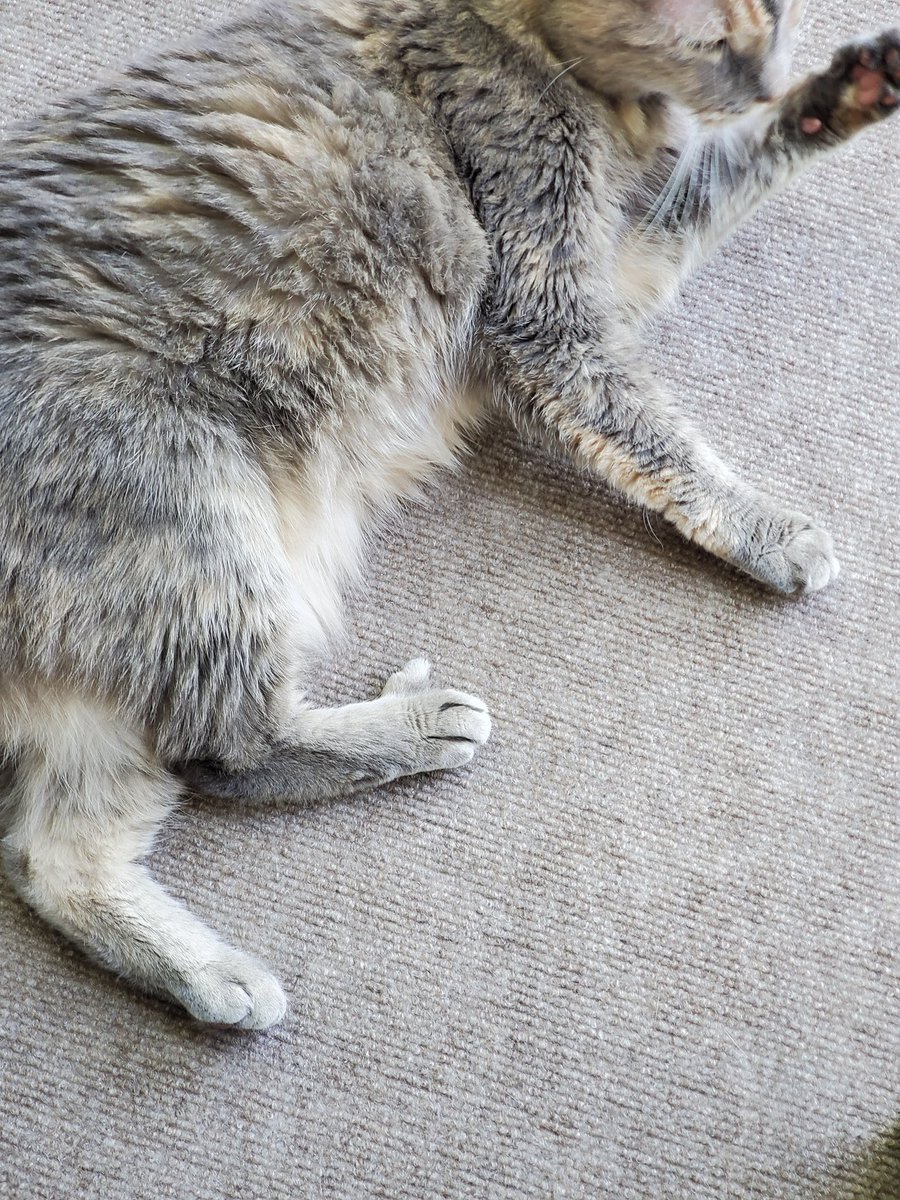 Wendy_Beans's tweet image. My cat is pretending she has thumbs again. Which is hilarious, but also frightening as hell. 😂😂😬 #Idonttrusther #sleepwithoneeyeopen 🤣🤣🤣