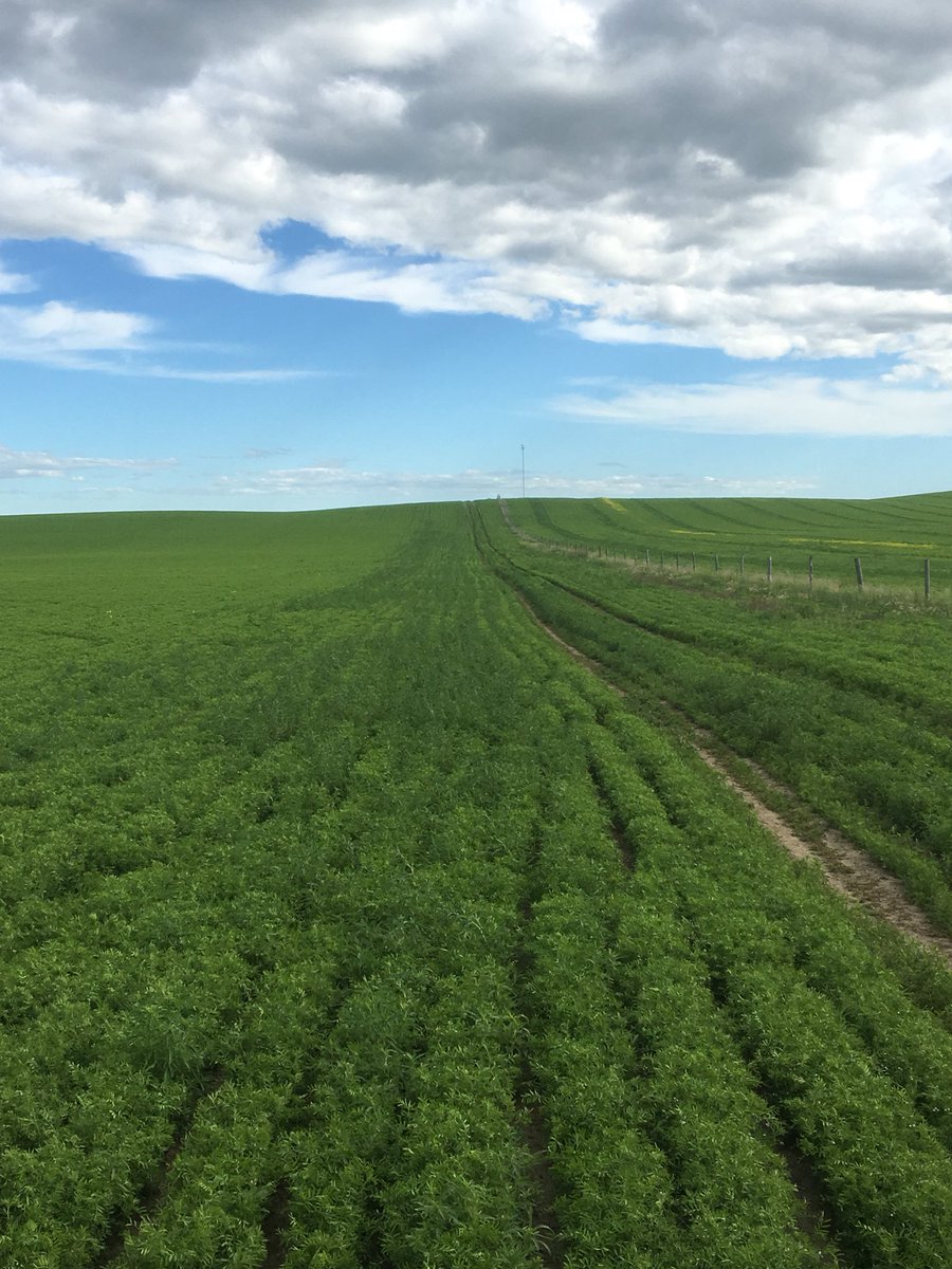 If this isnt a testament to the efficacy  of edge before lentils I don’t know what is!! Applicator ran out just before the fence row, I’d say it’s working <a href="/gowancanada/">Gowan Canada</a> #lentils2020
