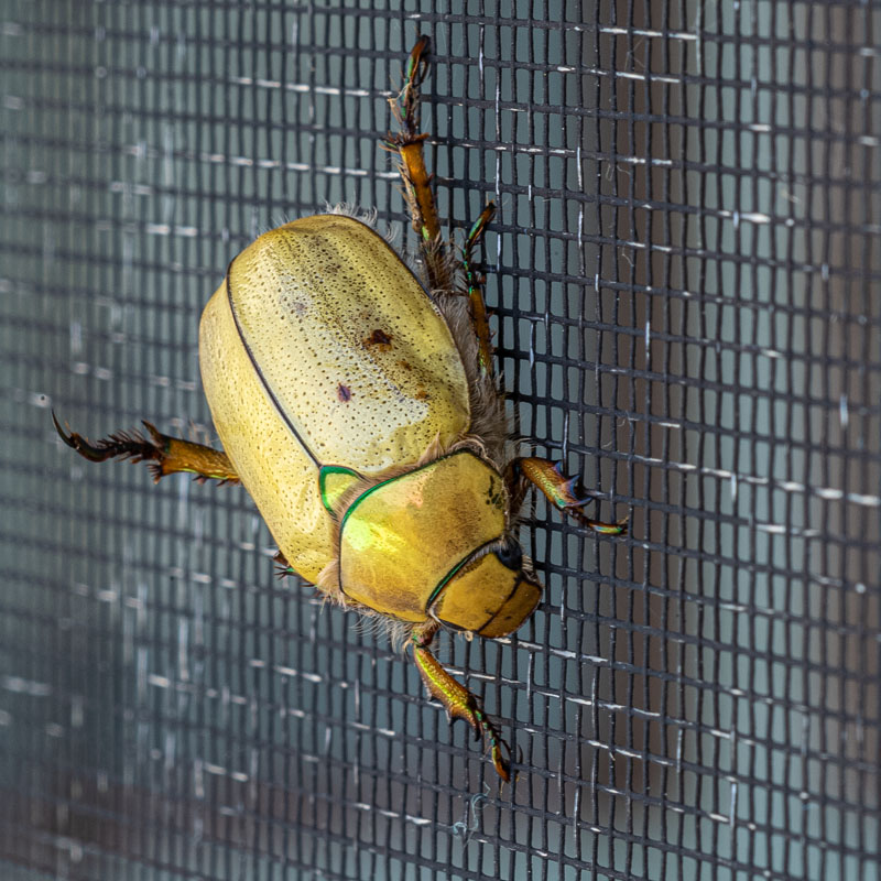 Steven Pinker tweet media