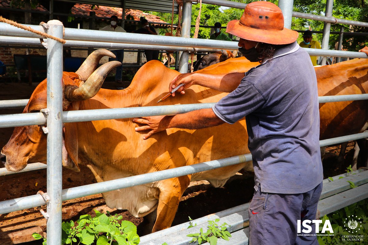 ISTA_SV's tweet photo. Como parte del Proyecto de Seguridad Alimentaria, la Gerencia de Escuelas Agrarias visitó la Cooperativa Caserío Los Ranchos, en San Miguel, para entregar insumos que aumentarán la producción de carne y se fortalecerán los ingresos económicos de 40 ganaderos del sector reformado. https://t.co/7KCDutnzqx