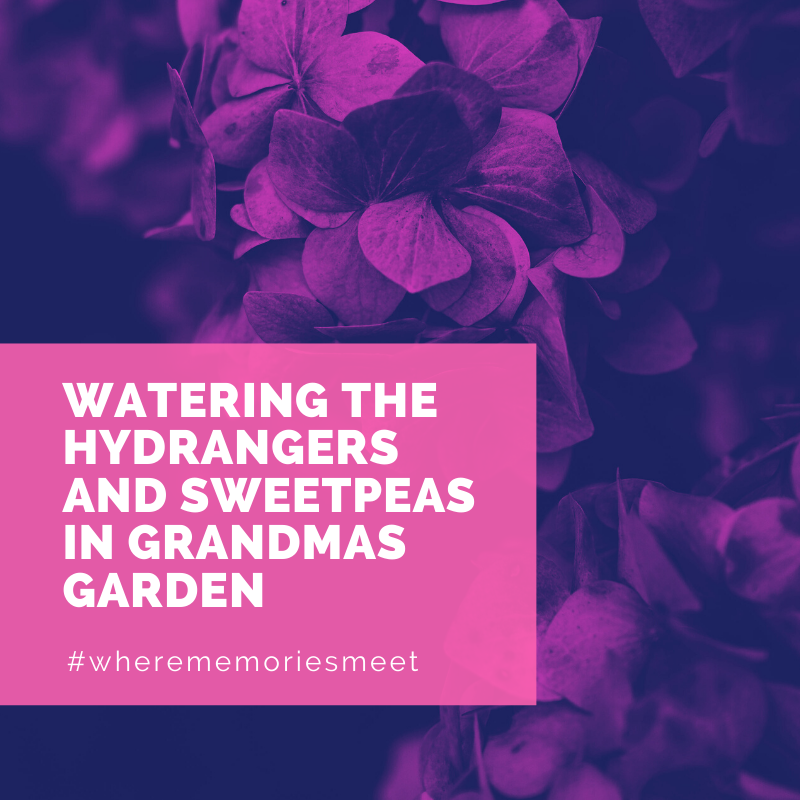 "Watering the hydrangers and sweetpeas in grandmas garden" childhood memories from Brenda- 75 years old #wherememoriesmeet