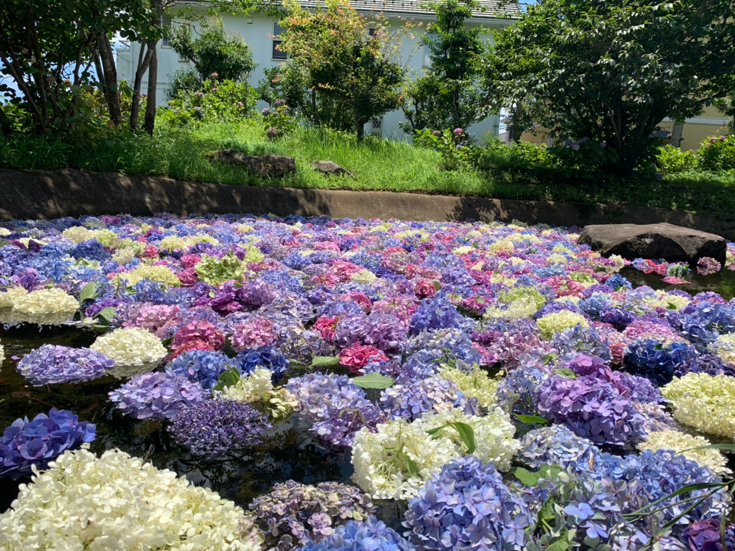 開成町あじさいまつり情報 来年に綺麗なあじさいを咲かせるために 今週から剪定が始まりました 最後にあじさい の花を集めて 舞台棟の池にあじさい池を作りました 来年はあじさい池をイベント的に作ってみたいと思っています T Co