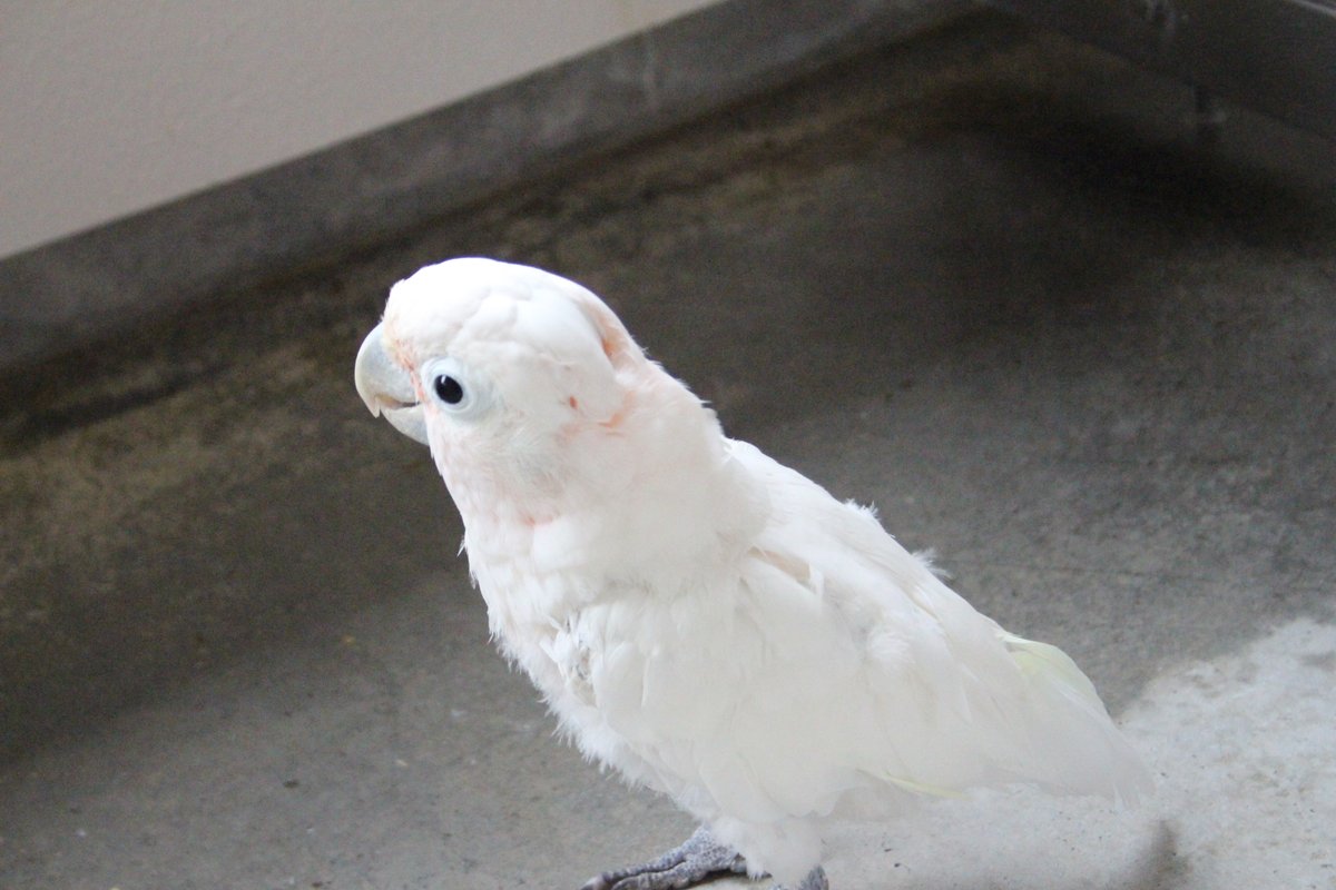 Twitter पर 静岡市立日本平動物園 6 25 シロビタイムジオウムの飼育日誌 を更新しました ビタ ロビ 同居 一度だけビタがロビの所へ飛んでいく 日本平動物園 シロビタイムジオウム Nihondairazoo Cockatoo