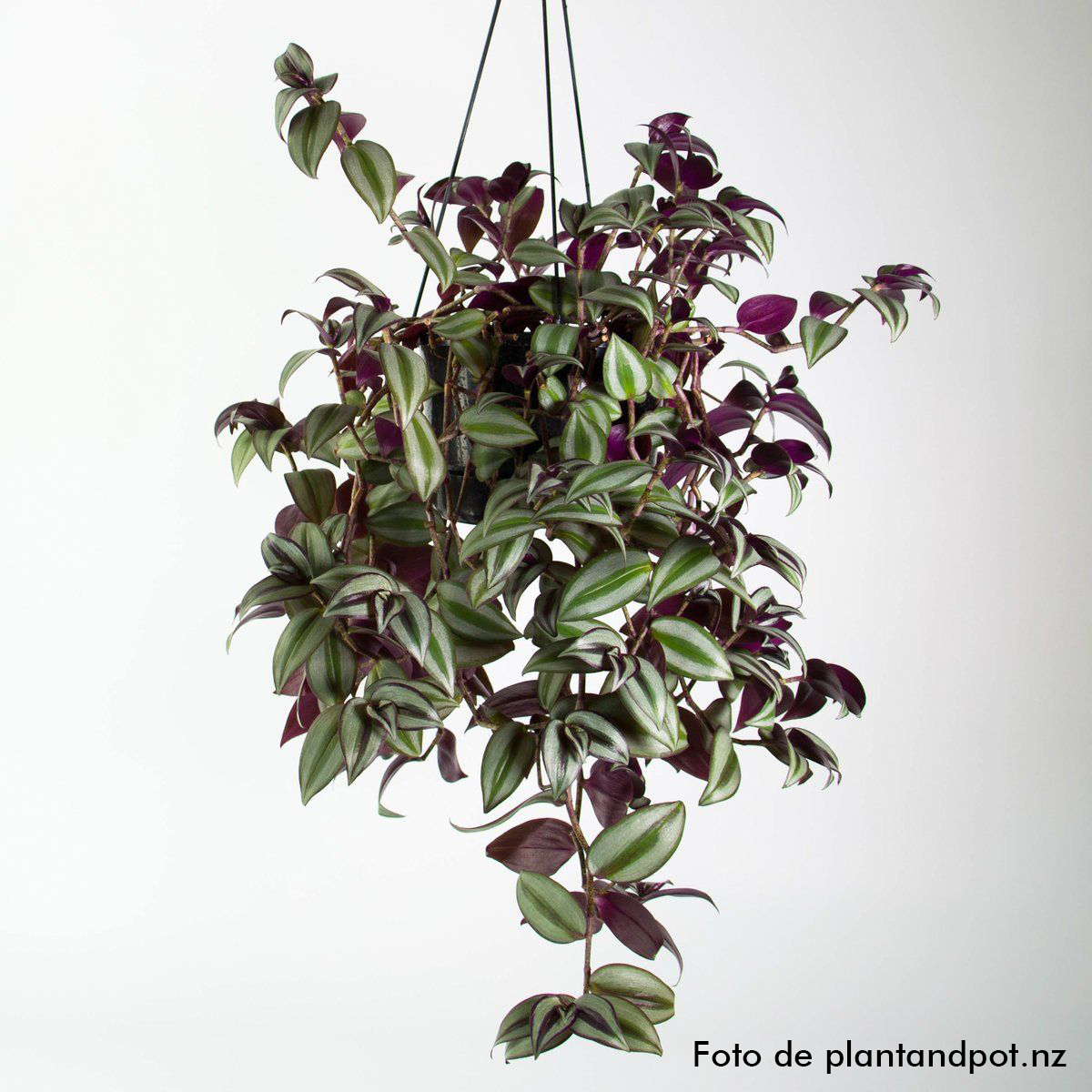 El señor de las plantas on Twitter "El trébol morado (Oxalis