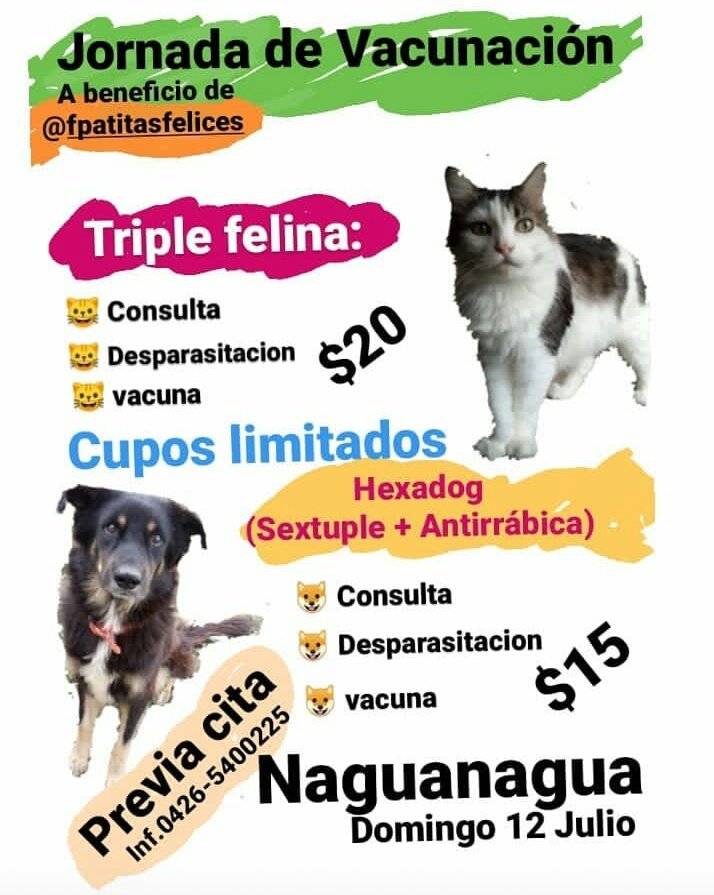 perritocallejer's tweet photo. Jornada de vacunación en #Naguanagua a beneficio de la Fundación Patitas Felices https://t.co/klHLWMsig7