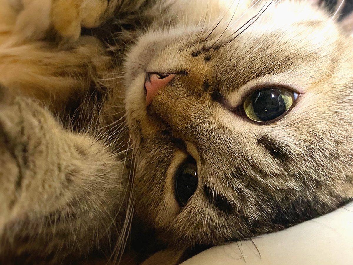 おはようございます♪
お仕事行って来ます！
写真はつゆちゃん。
朝起きたら、一番に見えた風景（？）
しあわせ🍀

#猫 #猫のいる暮らし #猫好きさんと繫がりたい