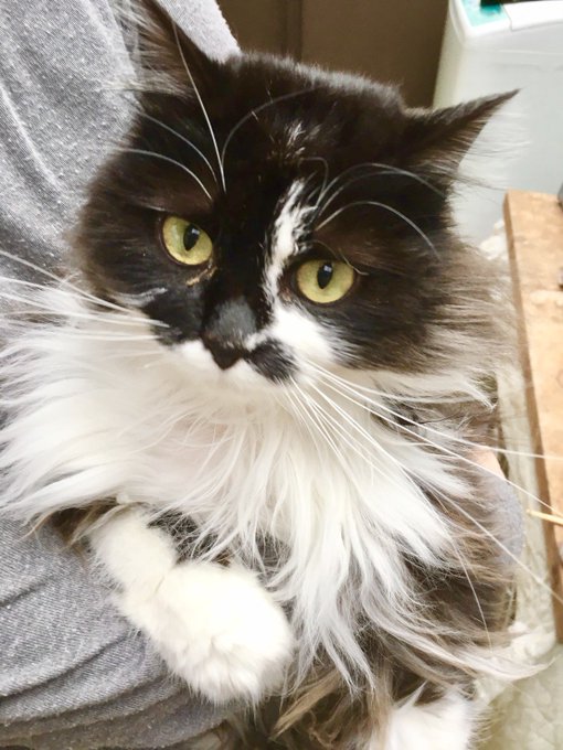 うちの子にのtwitterイラスト検索結果 古い順