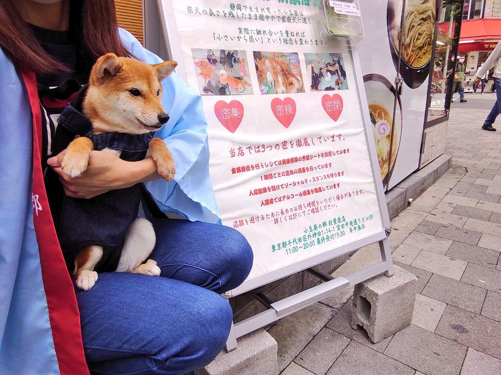 小豆柴の郷 秋葉原 シオンちゃんとチラシ配り 小豆柴の郷は 豆柴カフェ ではありません 豆柴より小さい世界最小の柴犬小豆柴とも触れ合える 小豆柴カフェ です 小豆柴の郷秋葉原店 富士野荘